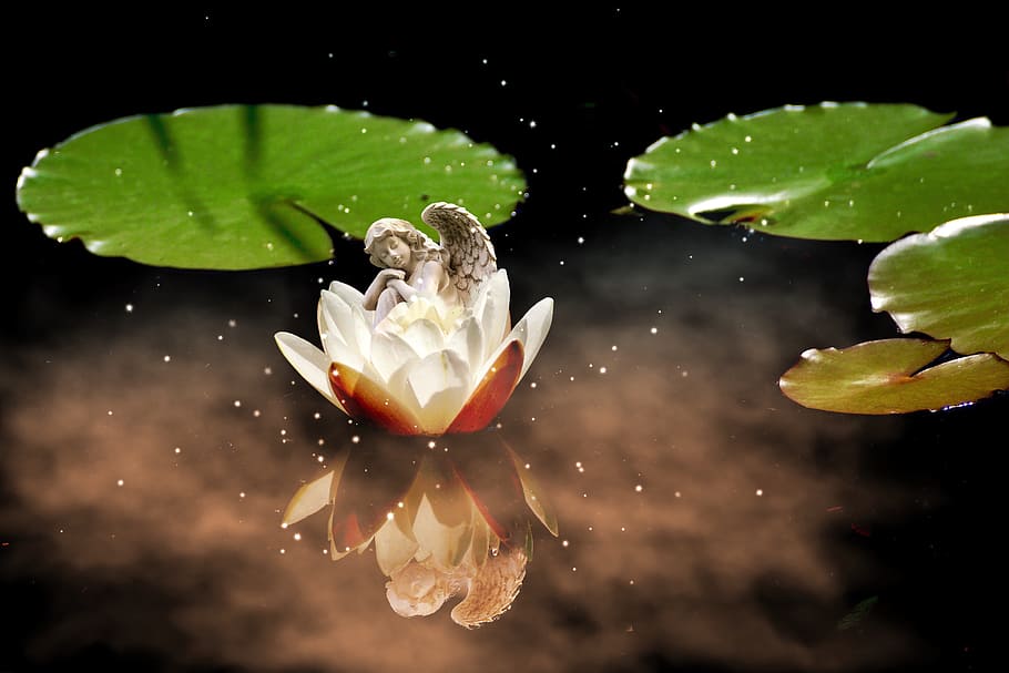 white, waterlily flower, body, water, angel, water lily, aquatic plant, flower, white water lily, blossom