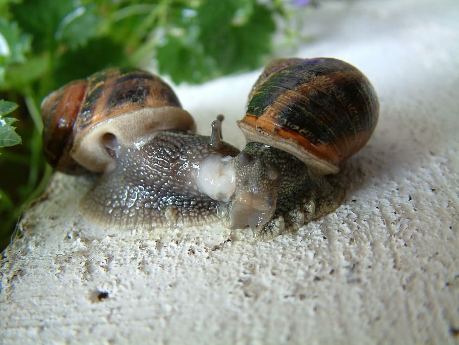gastropod, snail, little grey, animal wildlife, animal themes, animal, animals in the wild, close-up, one animal, selective focus