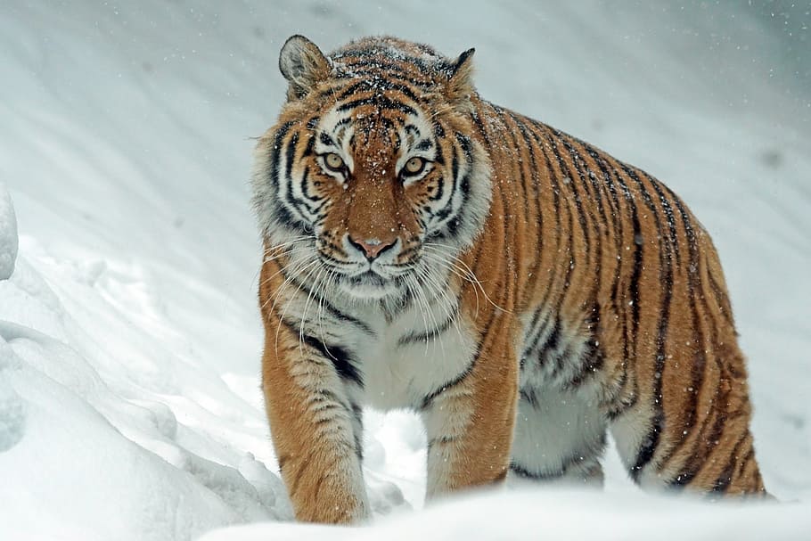 tiger during snow, amurtiger, siberian, predator, carnivores, cat, tiger, dangerous, wildlife photography, snow