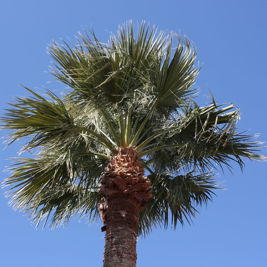 Аризона пальмы