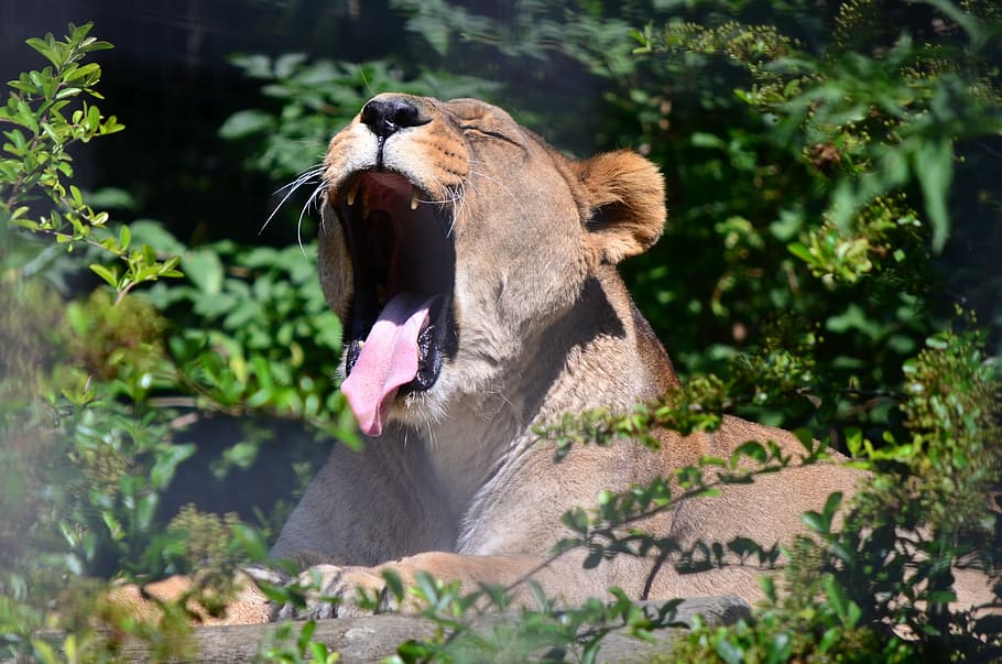 nature, wildlife, animal, mammal, outdoors, lion, zoo, cage, yawn, roar