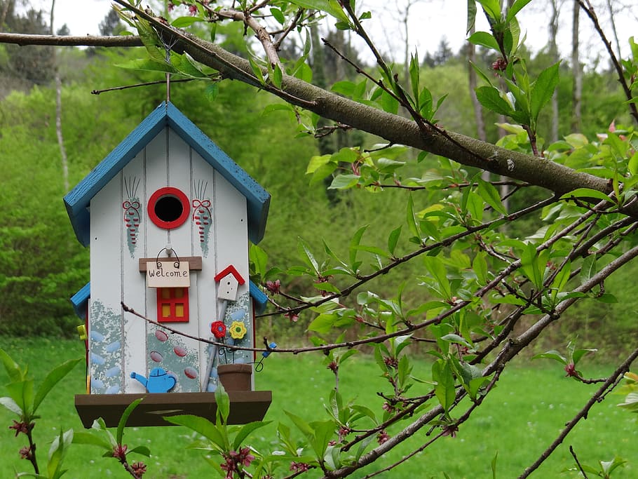 white, blue, birdhouse, hanging, branch, tree, aviary, garden, nesting box, bird