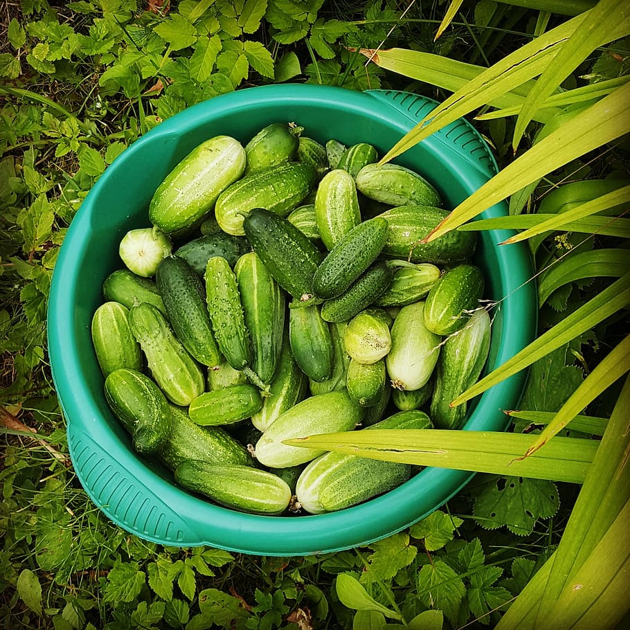 cucumbers, green, summer, harvest, food, greens, nutrition, salad, useful, vegetables