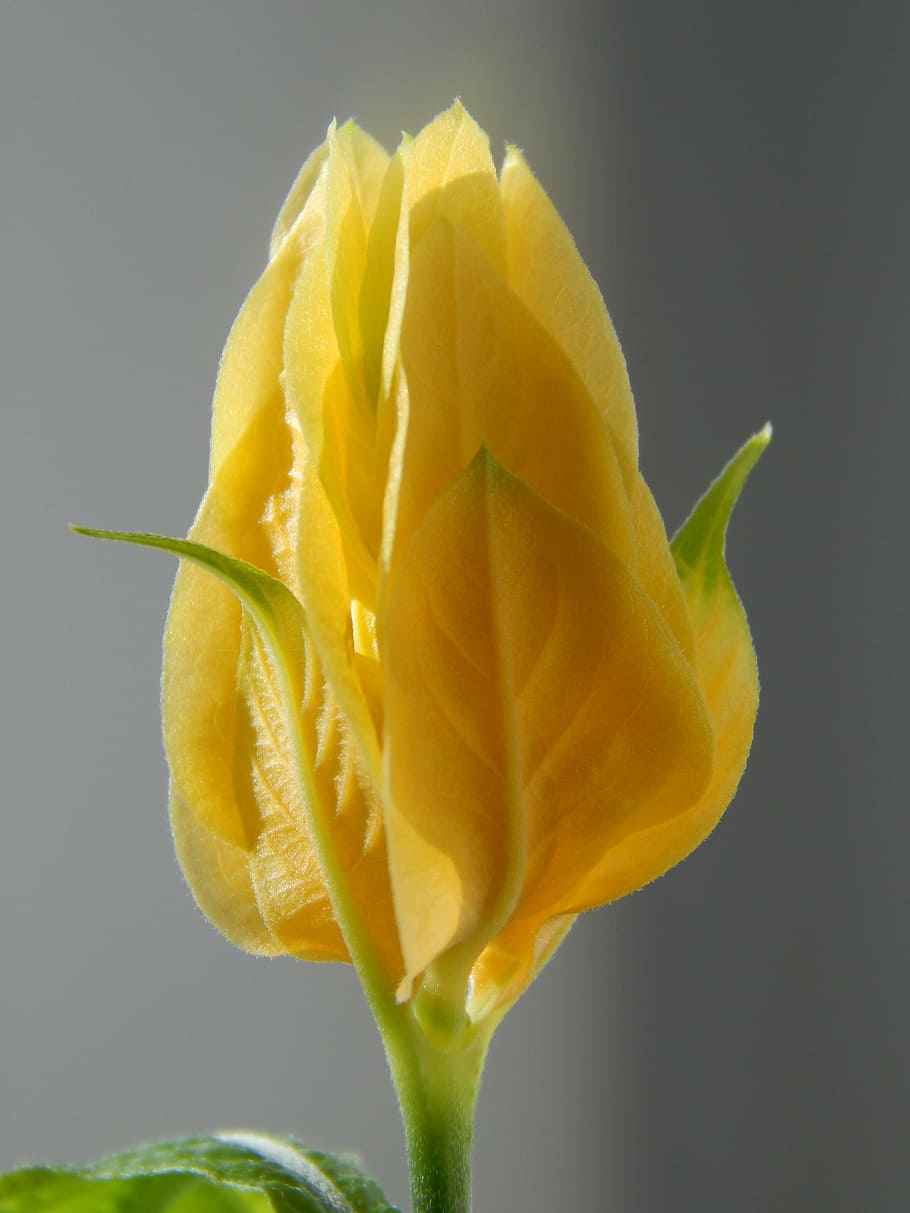 pahistahis, una flor amarilla, brote, flor, flor hermosa, macro, flores, flores  hermosas, amarillas, floración | Pxfuel