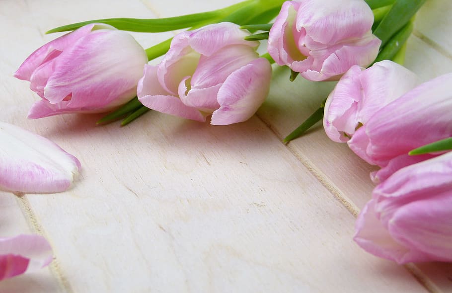 several pink tulips, flower, tulip, plant, nature, floral, greeting card, invitation, valentine's day, mother's day