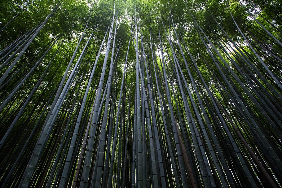plantas, árvores, bambu, esbelto, fino, natureza, verde, meio ambiente, crescimento, ao ar livre