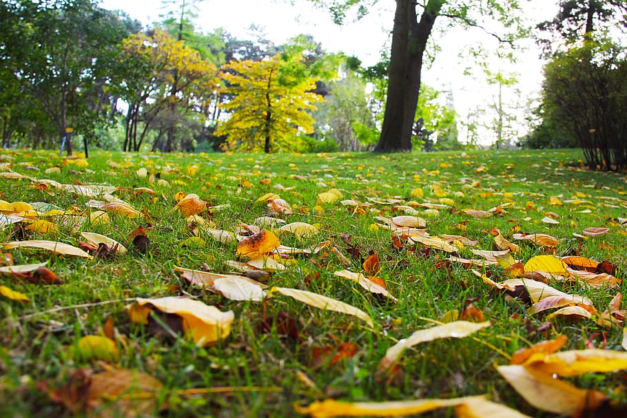 musim gugur, daun musim gugur, indah, kebun universitas copenhagen, taman, Denmark, copenhagen, Eropa, perjalanan, tamasya