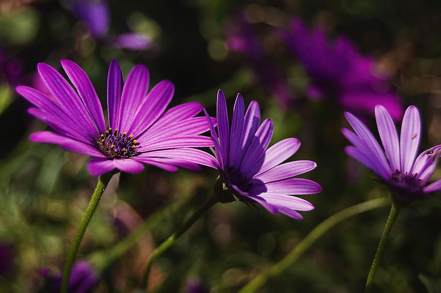 daisy, purple daisy, violet, petals, purple flower, flowers, spring, purple, flower, flowering plant