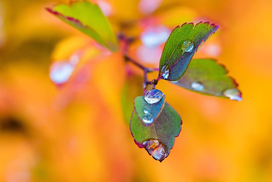shallow, focus photograph, green, plant, water droplets, leaves, autumn, brunches, sky, blue