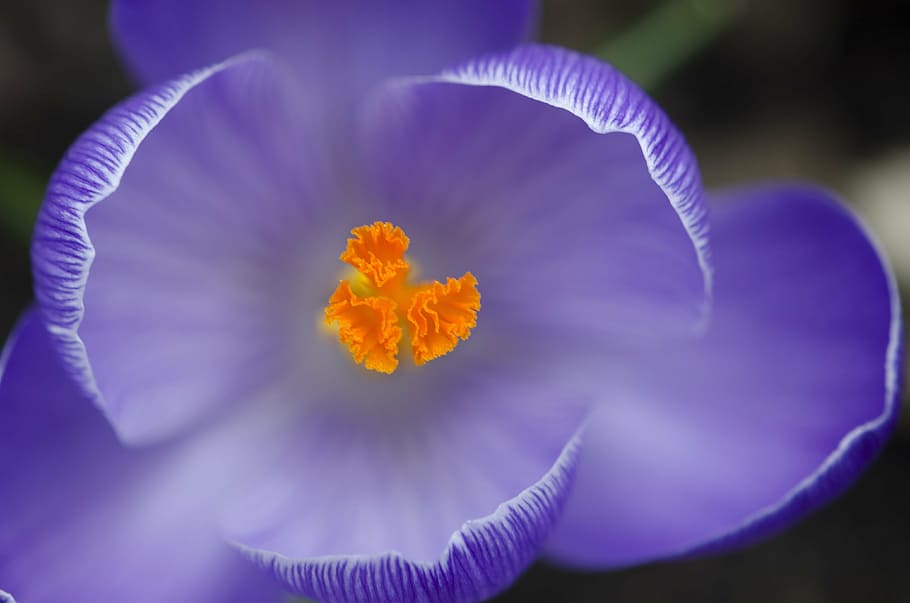 close, purple, tulip, crocus, spring, flower, saffron, petal, fragility, flower head