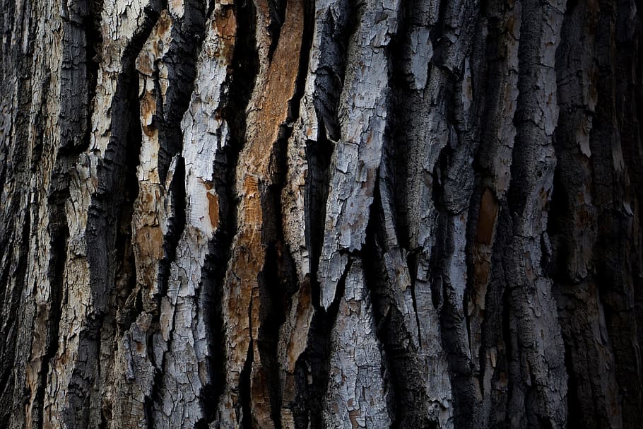 textura, tiro, casca de árvore de madeira, closeup, madeira, casca de árvore, texturas, árvore, natureza, floresta