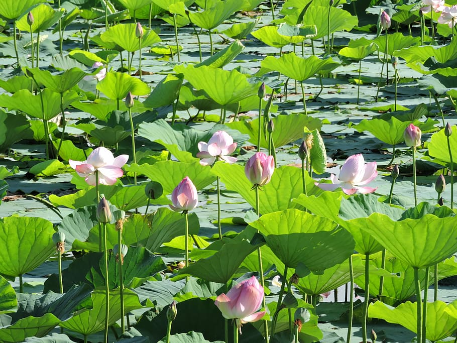 Lotus, Marsh, Natural, Water Lily, green, leaf, nature, green color, plant, flower