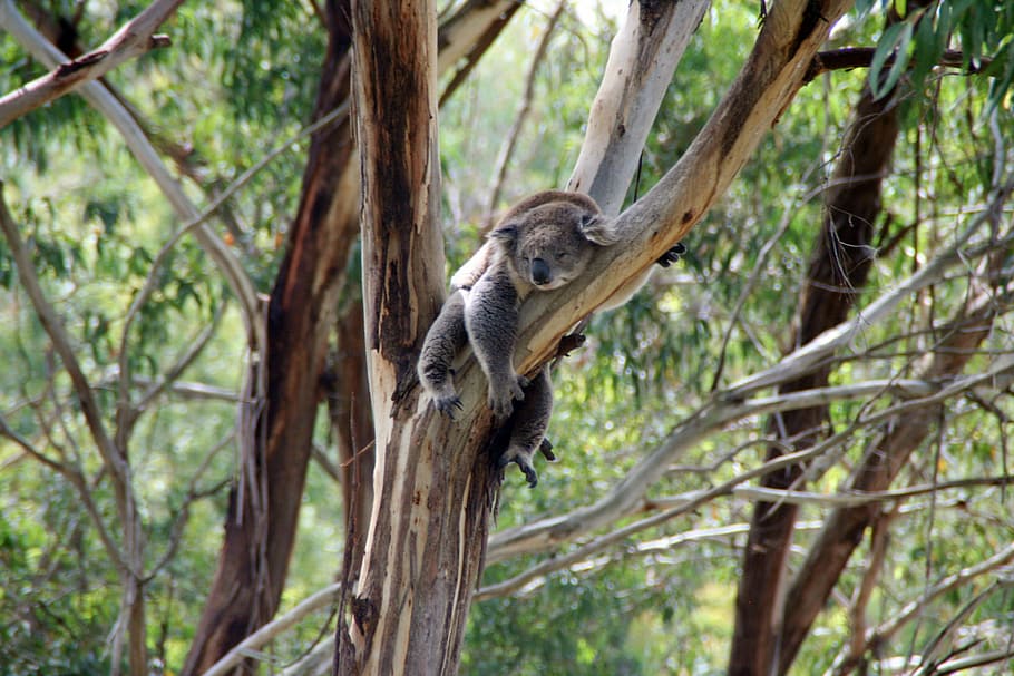 coala, mentindo, galho de árvore, dia, urso coala, austrália, preguiçoso, eucalipto, árvore, filial