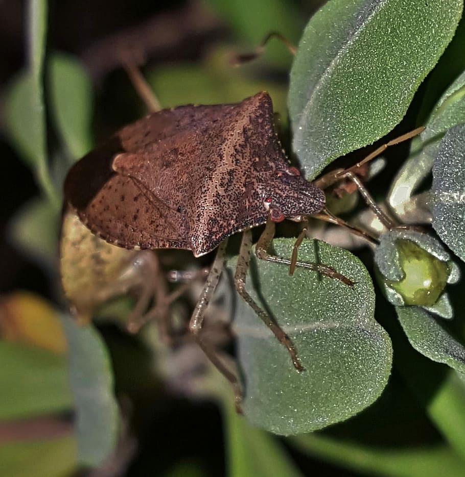 Stink Bug, Brown, Insect, bug, brown stink bug, brown bug, flying insect, creature, stink, stinky