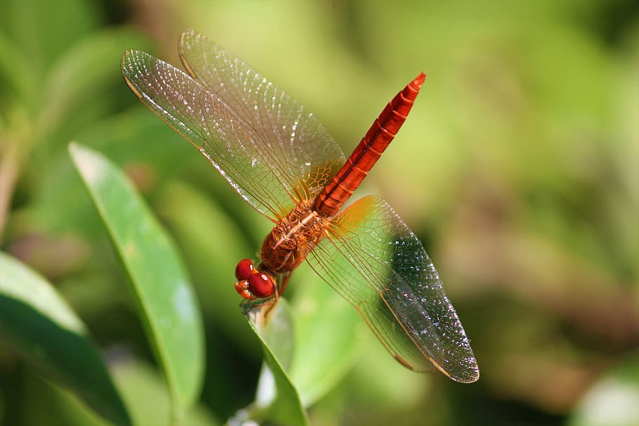 dragonfly, insect, arthropoda, anisoptera, odonate, red, animal, wildlife, wing, bug