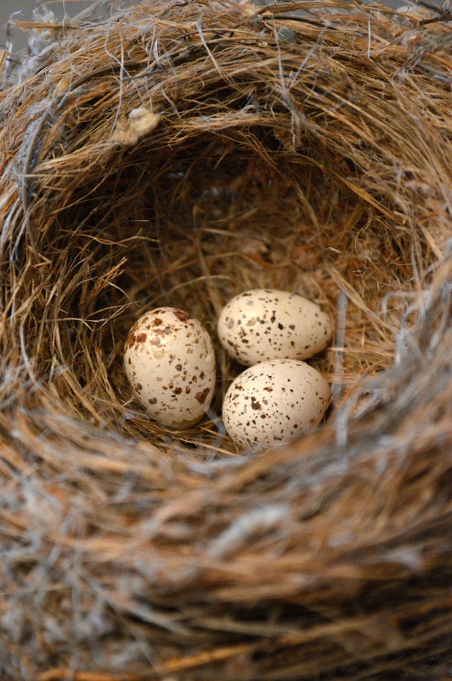 ninho de pássaro, ovos de aves, natureza, ninho, ovos, natural, bonito, aves, minúsculo, pequeno
