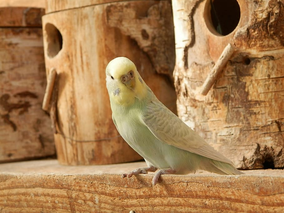 parakeet, parakeet corrugated, wood, animals, bird, one animal, animal themes, animal wildlife, animals in the wild, perching