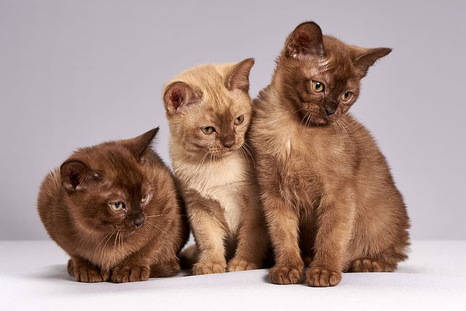three, short-coated, brown, cats, cute, animals, mammals, pet, cat, kittens