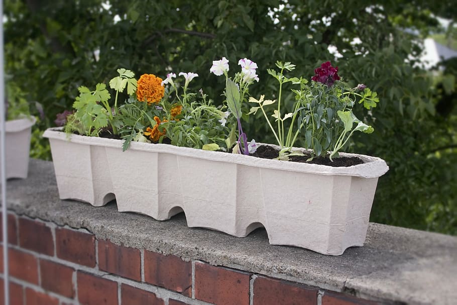 caja de balcón, caja de flores, maceta, planta, papel de desecho, bio, eco, verde, verduras, ensalada