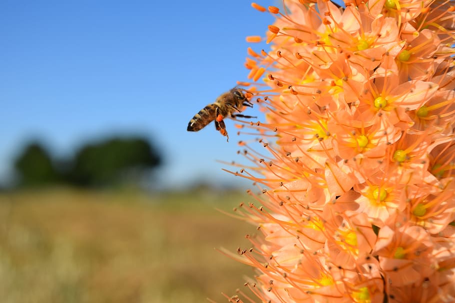 abeja, eremurus, vela de estepa, errante en el desierto, flor, floración, naranja, floración columnar, enfoque, recolectar
