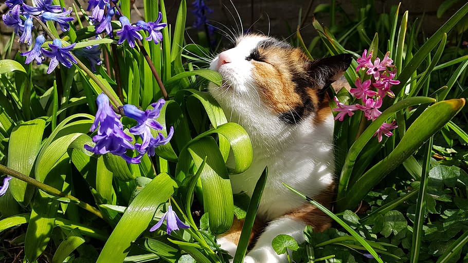 cats, spring, nature, cat, pet, plant, hyacinth, summer, season, cute