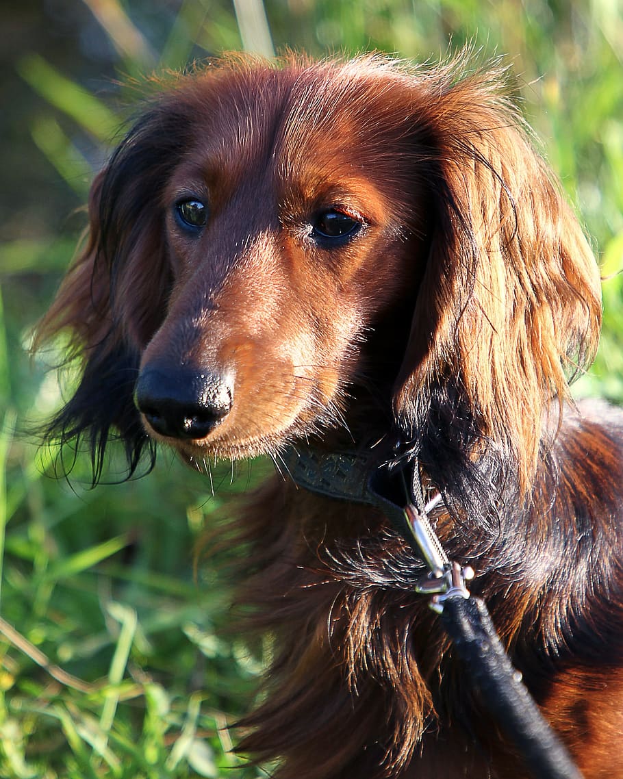 dachshund, long hair dachshund, dachshund dog, dog, one animal, canine, domestic, mammal, pets, domestic animals