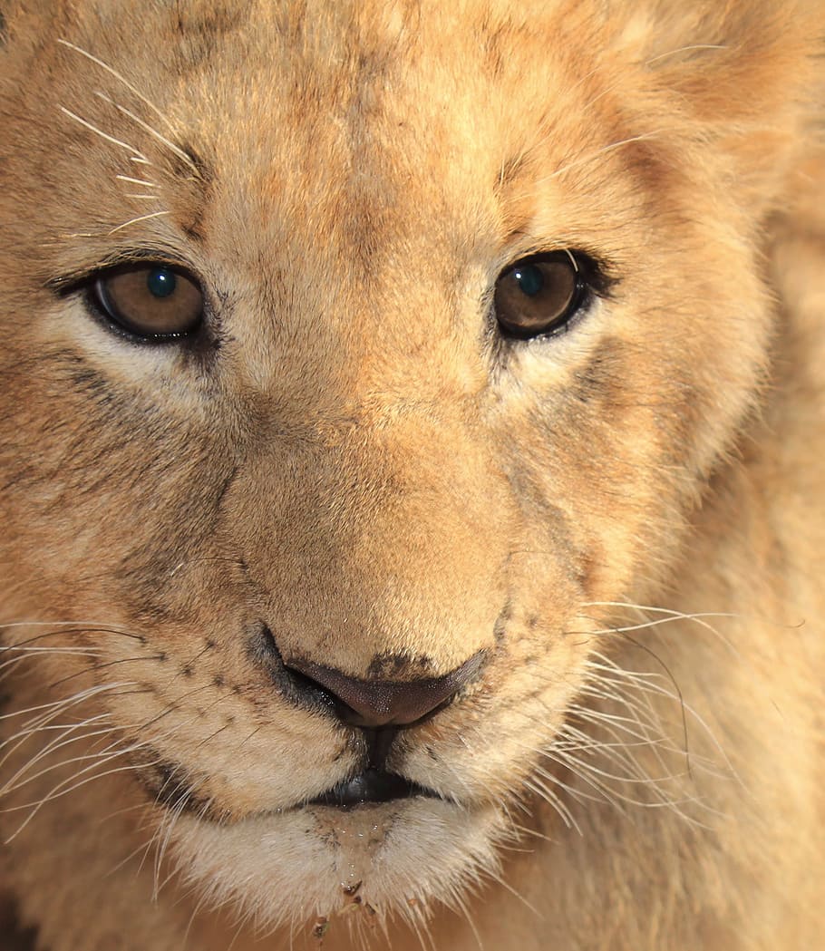 茶色のライオン, ライオンカブ, ビッグ5, ライオン, 自然, アフリカ, サファリ, 若い, 動物のテーマ, 動物
