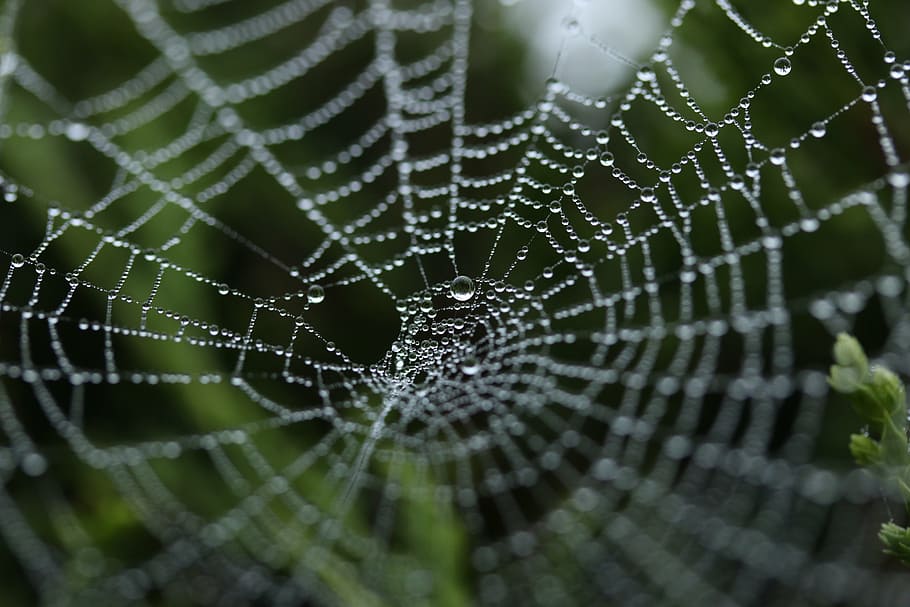 closeup, photography, spiderweb, water droplets, spider web, cobweb, insect, nature, net, trap