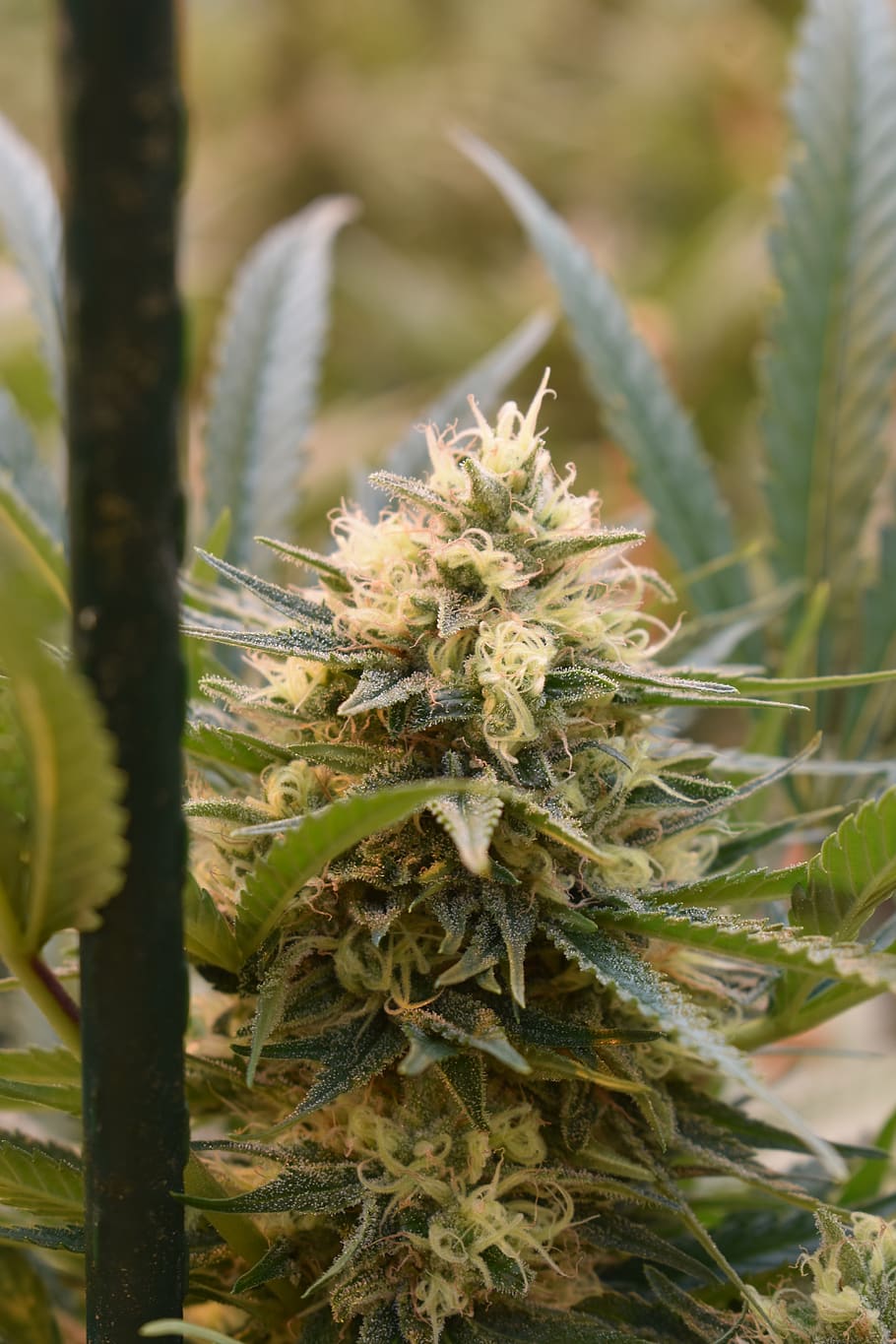 cannabis, cannabis flower, hemp flower, marijuana, weed, pot, herb, ganja, medicinal, greenhouse grow