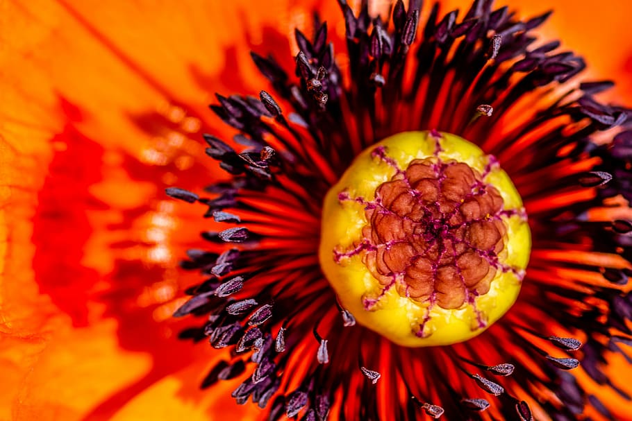 closeup, yellow, red, opium poppy, poppy, flower, fire, lava, background, seeds