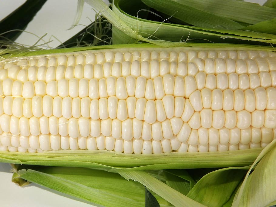 corn, cone, food, vegetable, sweetcorn, agriculture, freshness, organic, corn - Crop, yellow
