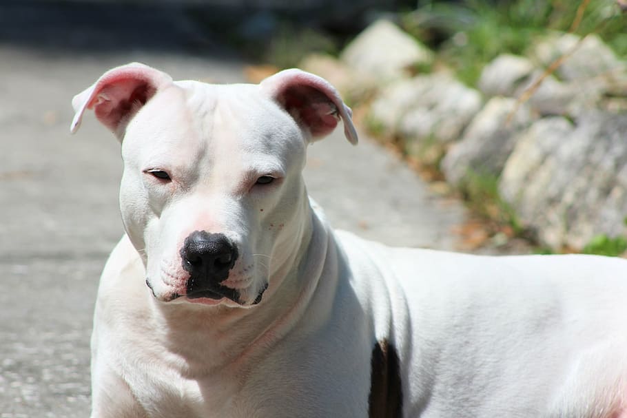 adulto, branco, american pit bull terrier, cão, pit bull, exposição ao sol, sol brilhante, animal de estimação, raça, ao ar livre
