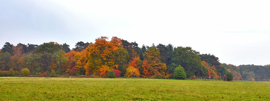 Panorama, Autumn Mood, autumn, autumn panorama, fall comes, banner, autumn forest, meadow, forest, fall foliage