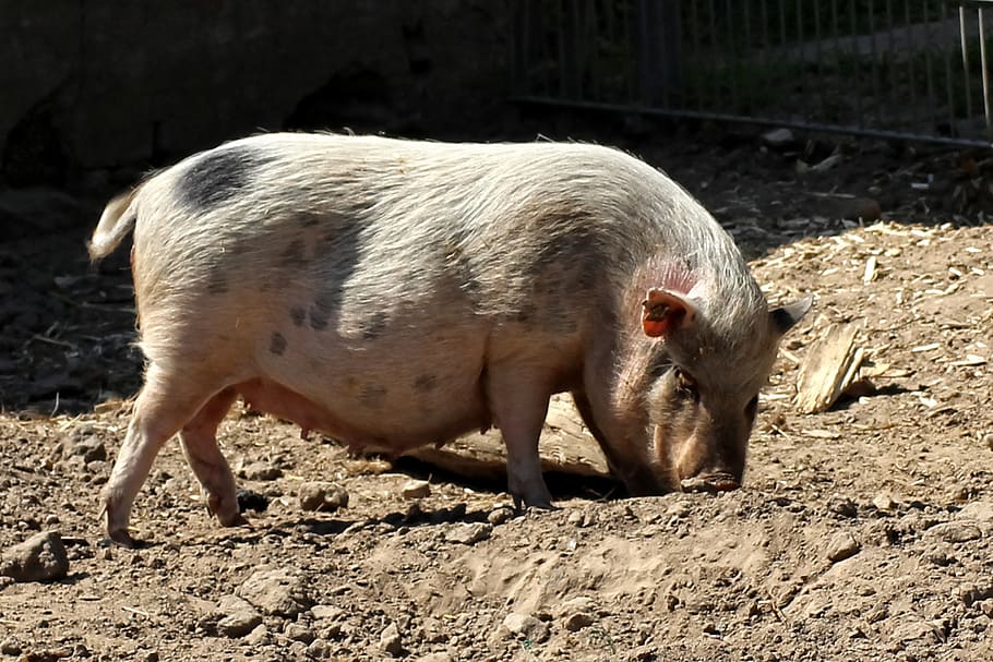 pot bellied pig, pig, animal, domestic pig, female, animal themes, mammal, one animal, vertebrate, land
