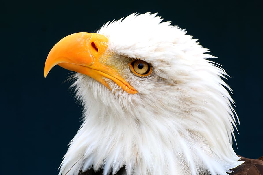 águila calva, águila de cola blanca, adler, ave de rapiña, blanco, retrato, rapaz, cerca, plumaje, águilas calvas