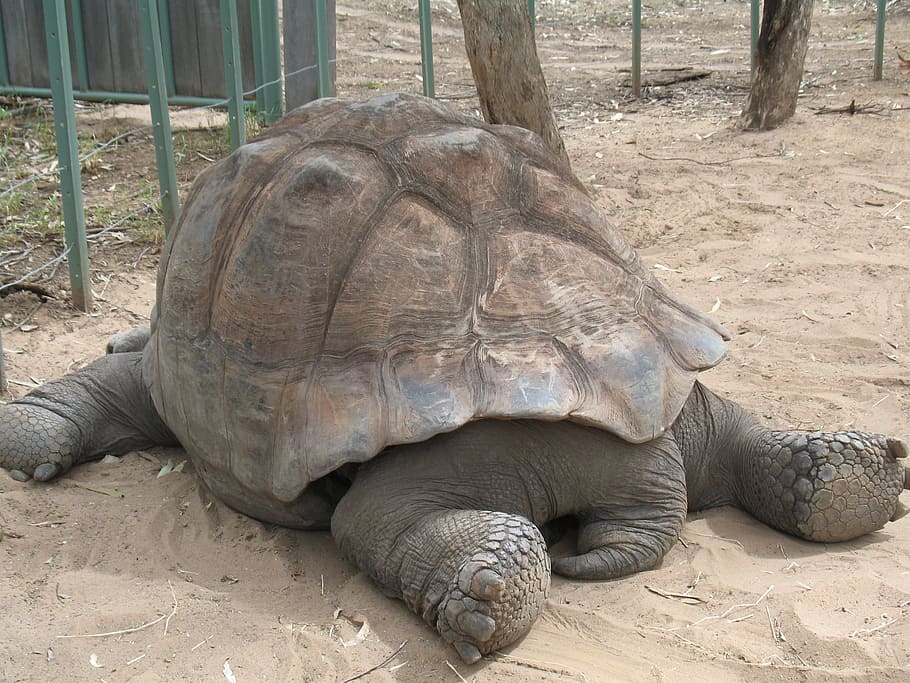 Tortuga gigante, tortuga, concha, grande, galápagos, especies, vida silvestre, en peligro de extinción, un animal, reptil