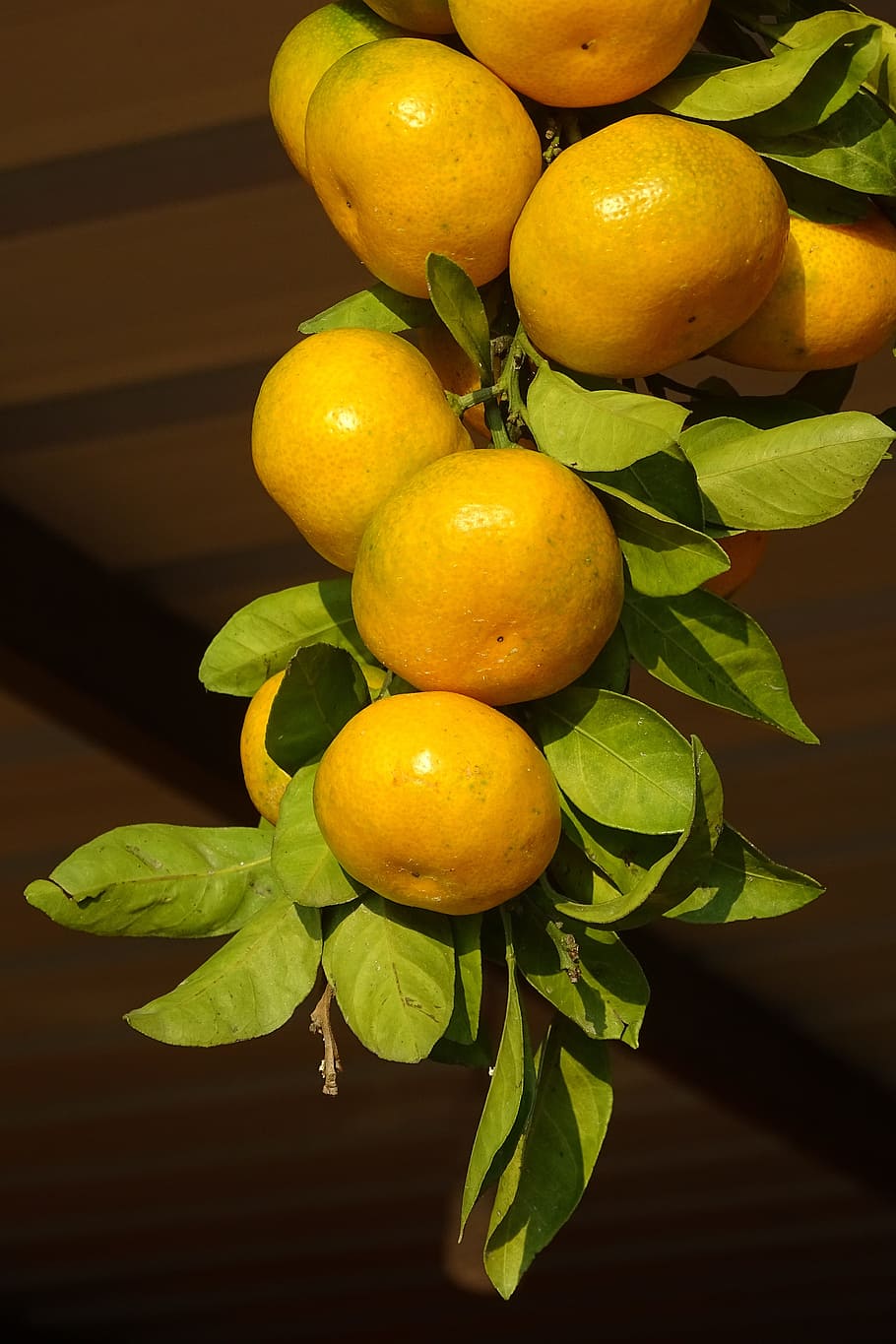 clementines, citrus fruits, branch, tangerines, market, yellow, eat, food, healthy eating, food and drink