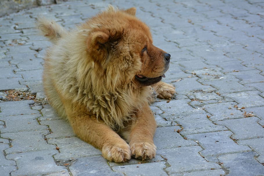 chow chow, tibet lion, perro, león, mira, animal, lindo, mascota, cachorro, perrito