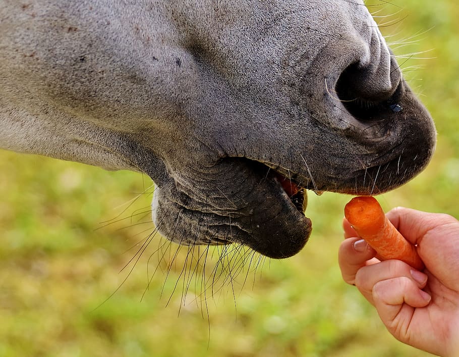 person, feeding, animal, carrot, horse, eat, mold, pasture, coupling, meadow