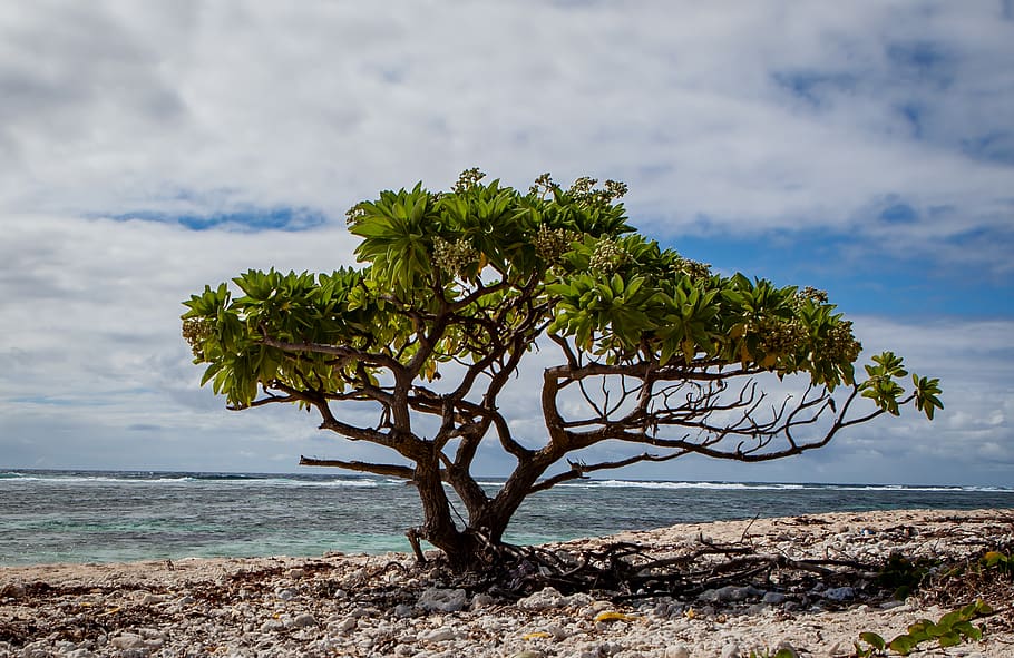 árbol solitario, árbol en la playa, árbol pequeño, playa, árbol, arena, mauricio, manglar, tropical, natural