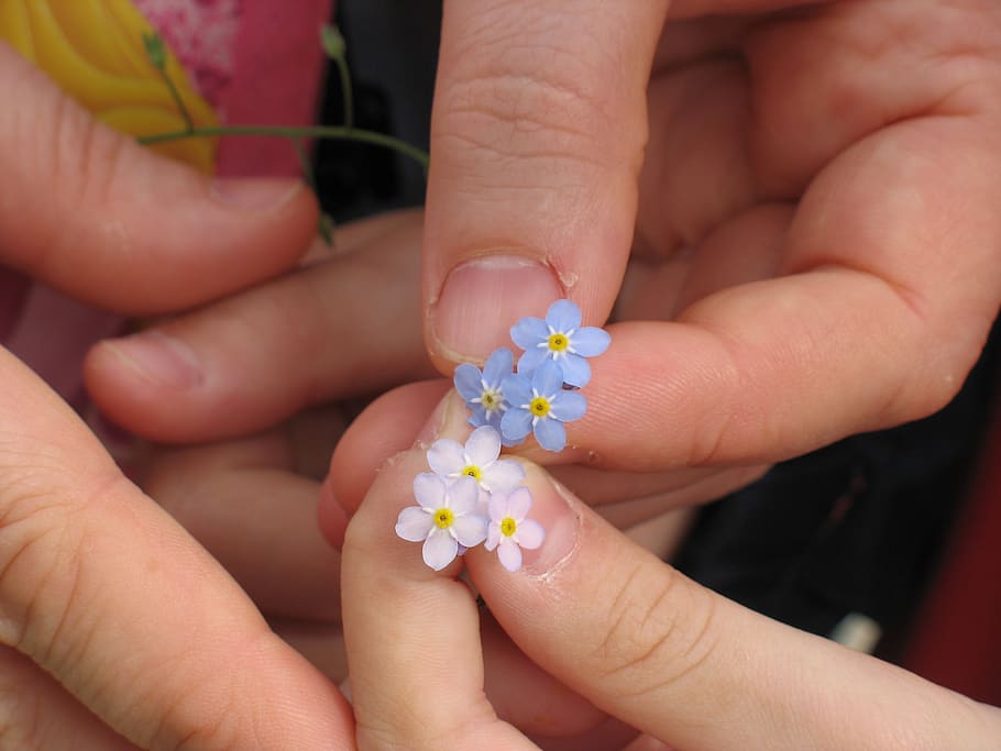 forget-me-not, flowers, hands, human hand, hand, human body part, holding, body part, one person, close-up