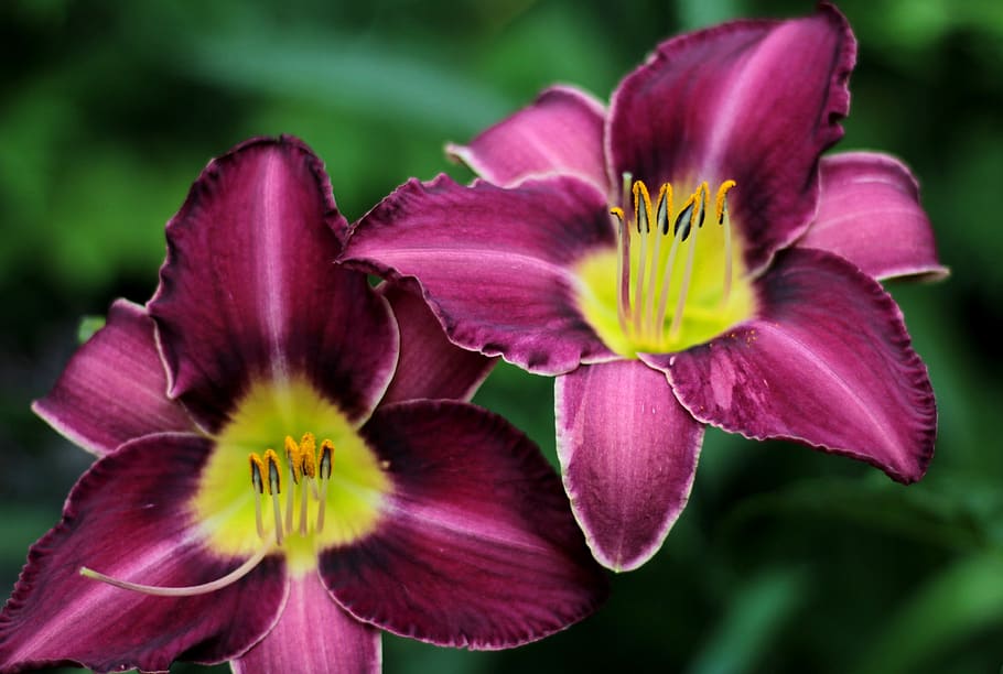hemerocallis chicago silver, daylily, purple, summer, garden, stamens, pollen, beauty, flower garden, flower