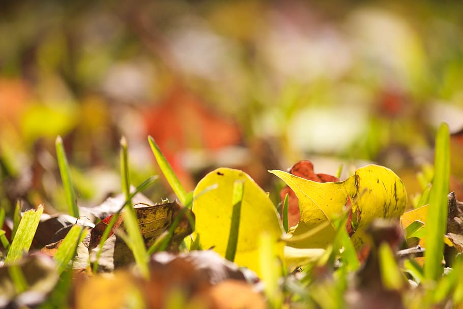 musim gugur, alam, daun, rumput, lanskap, menanam, fokus selektif, kuning, merapatkan, kerentanan