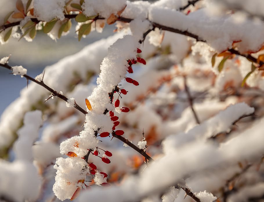 a primeira neve, neve, beleza, sol, outubro, rússia, são petersburgo, peter, spberry, bérberis