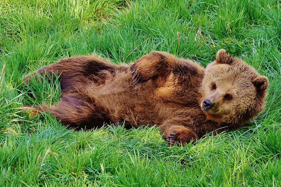 brown, grizzly, bear, laying, grass field, wildpark poing, play, water, wild animal, dangerous
