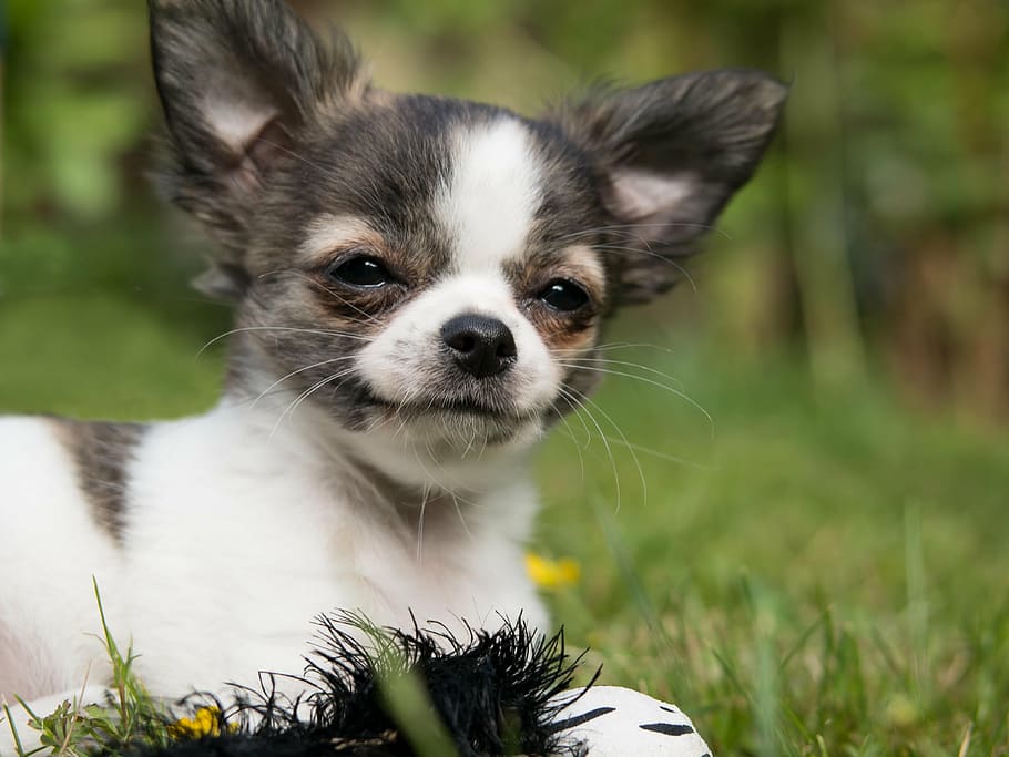 short-coated, white, brown, puppy, chihuahua, dog, baby, play, young, cute