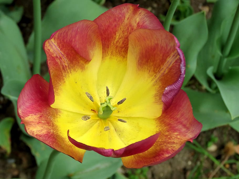 tulips, parrot, bright, garden, flower, flowering plant, petal, plant, vulnerability, fragility