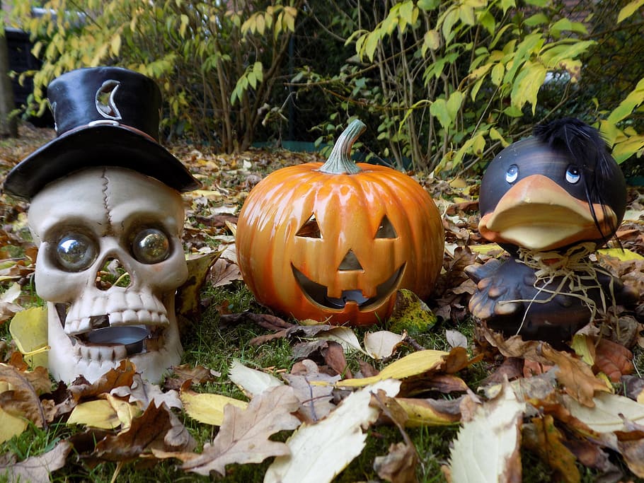 Pumpkin, Skull And Crossbones, Raven, halloween, decoration, autumn, spooky, jack o' lantern, anthropomorphic face, celebration