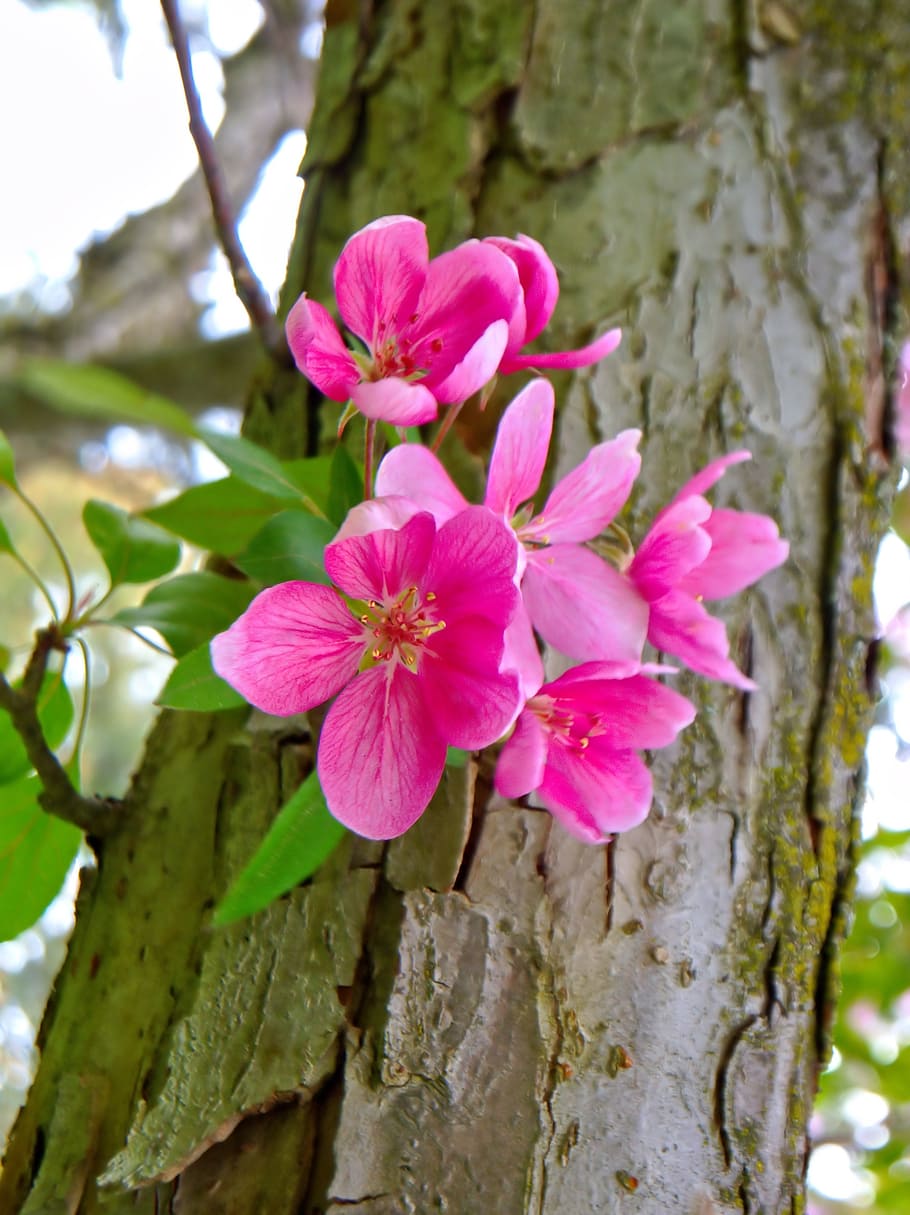 apple blossom, spring, nature, blooms, pink, crab apple, apple tree, outside, close-up, beautiful
