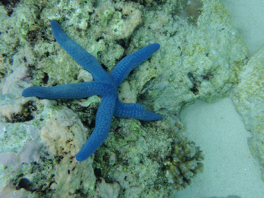 azul, estrella de mar, blanco, roca, coral, buceo, snorkeling, océano, viajes, actividades